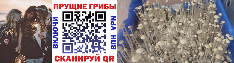 Псилоцибиновые грибы Cubensis как найти закладки Ишимбай